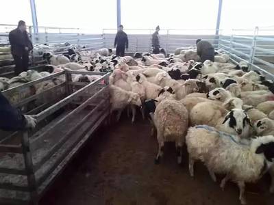 2019年活牛活羊價(jià)格與生鮮乳收購行情分析